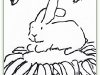 bunny flower